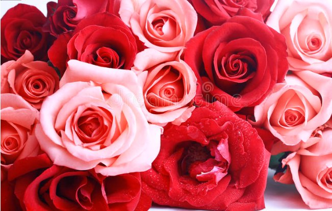 Розовые Розы Фото Описание