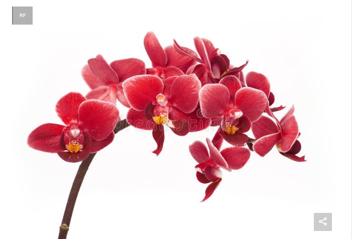 Орхидеи Купить Интернет Магазин Краснодар